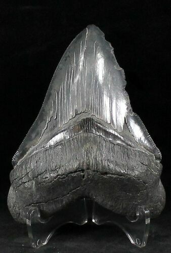 Fossil Megalodon Tooth - South Carolina #26488